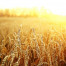 Soria Natural Fine Wheat Bran 250g