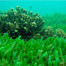 Spirulina Comprimidos